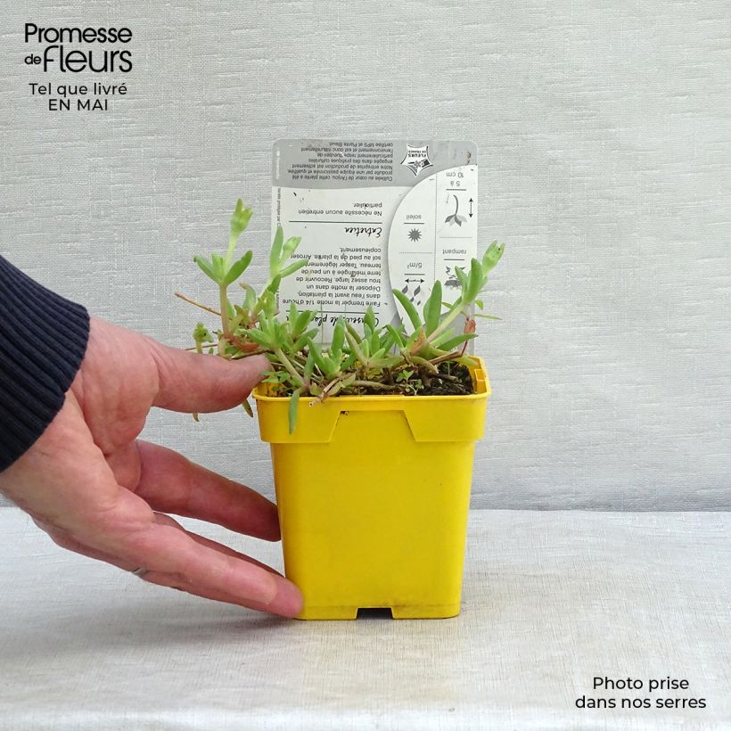 Spécimen de Delosperma Wheels of Wonder Golden en godet de 9cm tel que livré au printemps