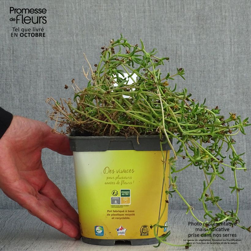 Spécimen de Delosperma Wheels of Wonder Golden Pot de 2L/3L tel que livré en automne