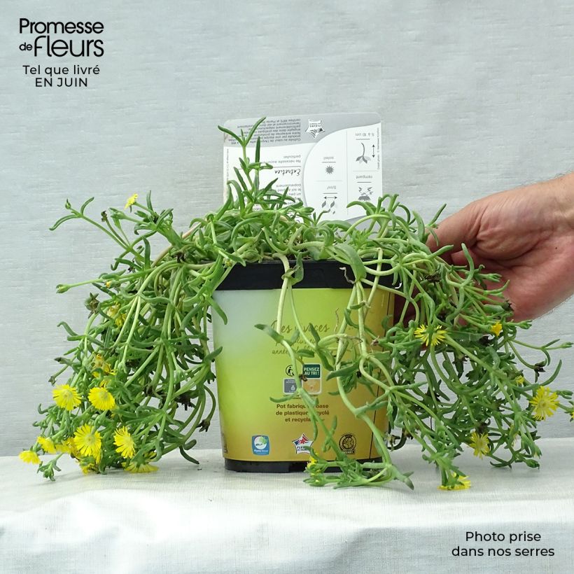 Spécimen de Delosperma Wheels of Wonder Golden Pot de 2L/3L tel que livré en été