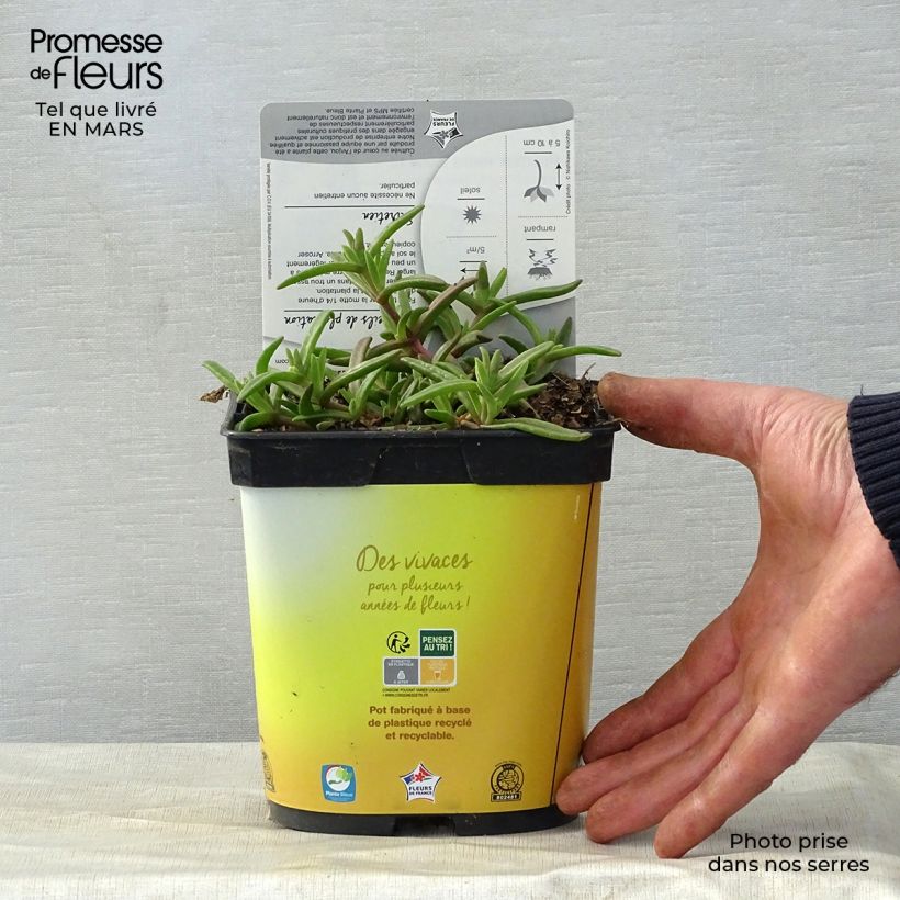 Spécimen de Delosperma Wheels of Wonder Golden en pot de 2L tel que livré au printemps