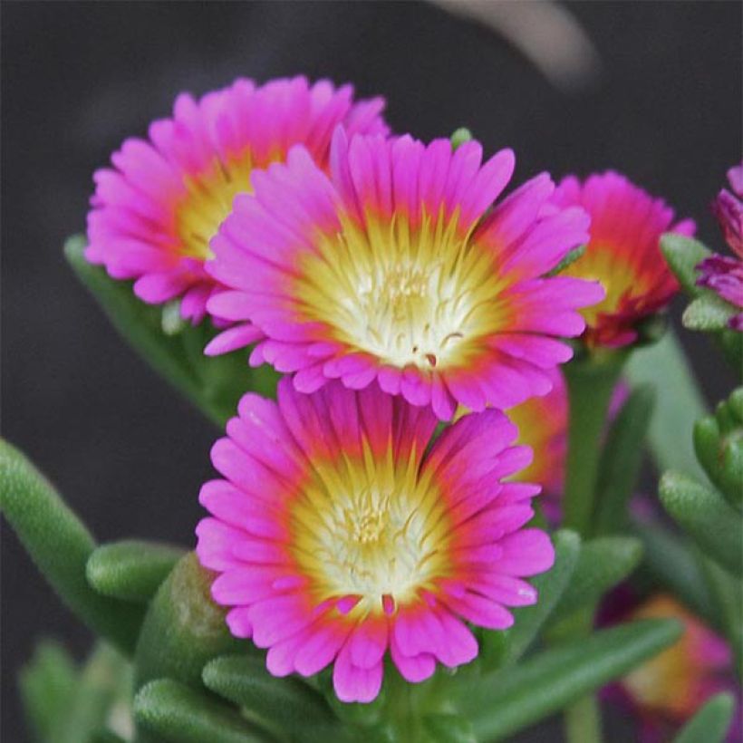 Delosperma Wheels of Wonder Hot Pink (Floraison)