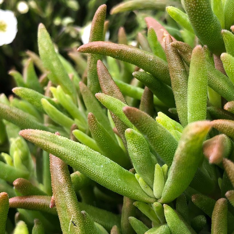 Delosperma Wheels of Wonder Hot Pink (Feuillage)