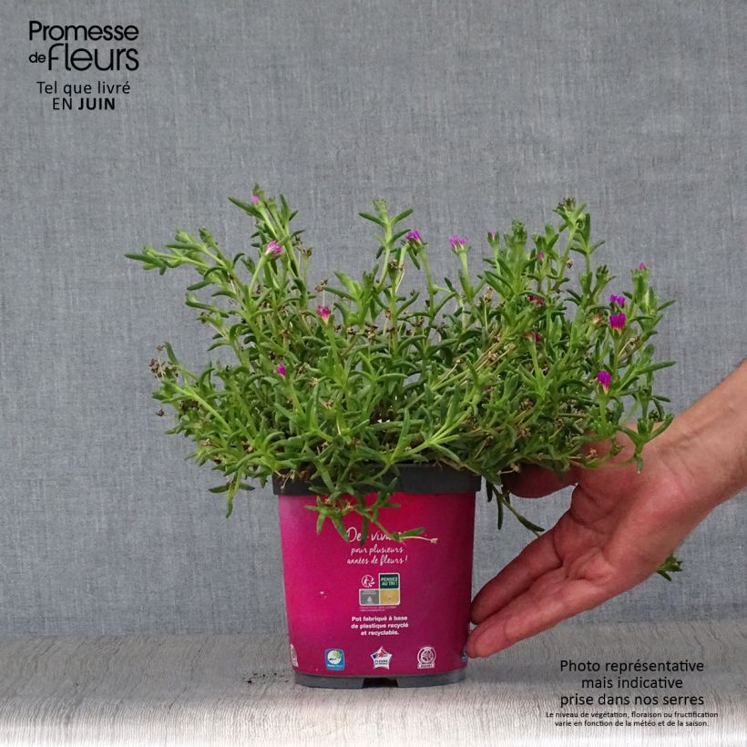 Spécimen de Delosperma Wheels of Wonder Hot Pink Pot de 2L/3L tel que livré en été