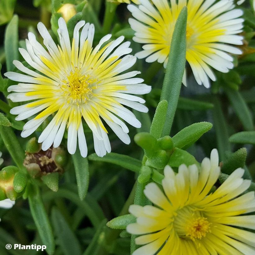 Delosperma Wheels of Wonder Limoncello (Feuillage)