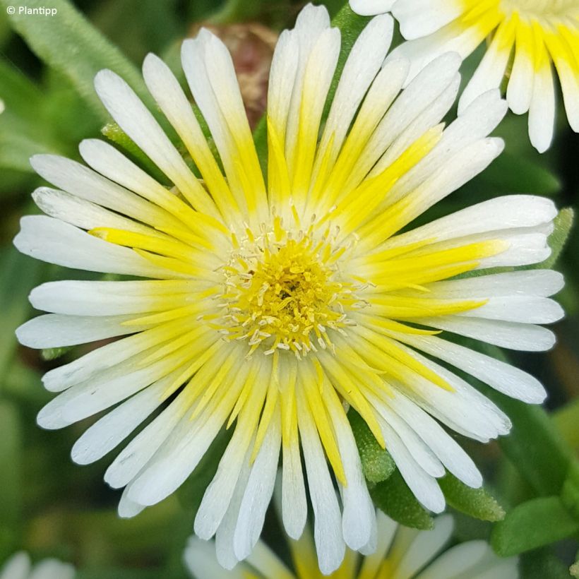 Delosperma Wheels of Wonder Limoncello (Floraison)