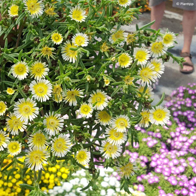 Delosperma Wheels of Wonder Limoncello (Port)