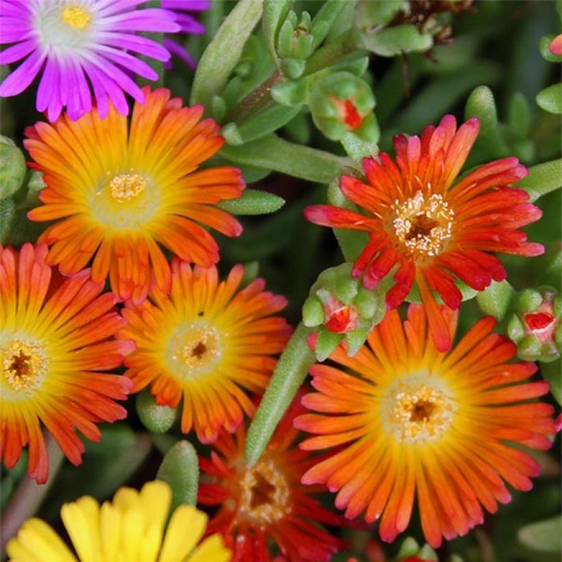 Delosperma Wheels of Wonder Orange (Floraison)