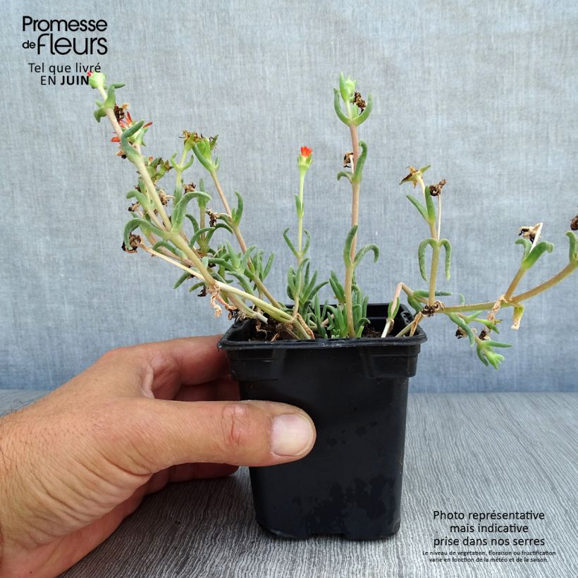 Spécimen de Delosperma Wheels of Wonder Orange Godet de 7/8 cm tel que livré en été