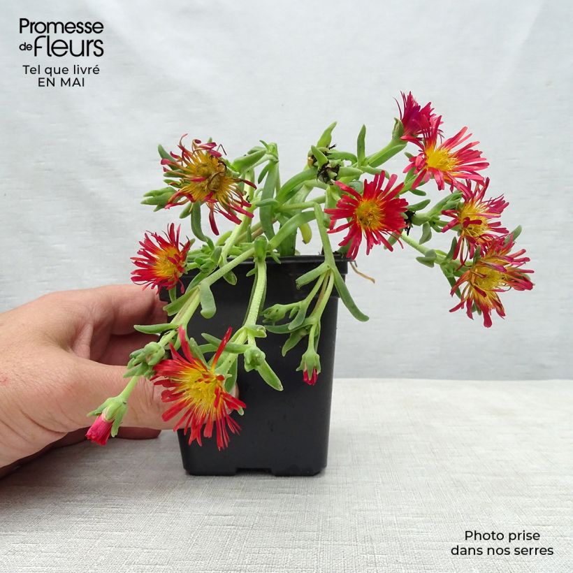 Spécimen de Delosperma Wheels of Wonder Orange en godet de 9cm tel que livré au printemps