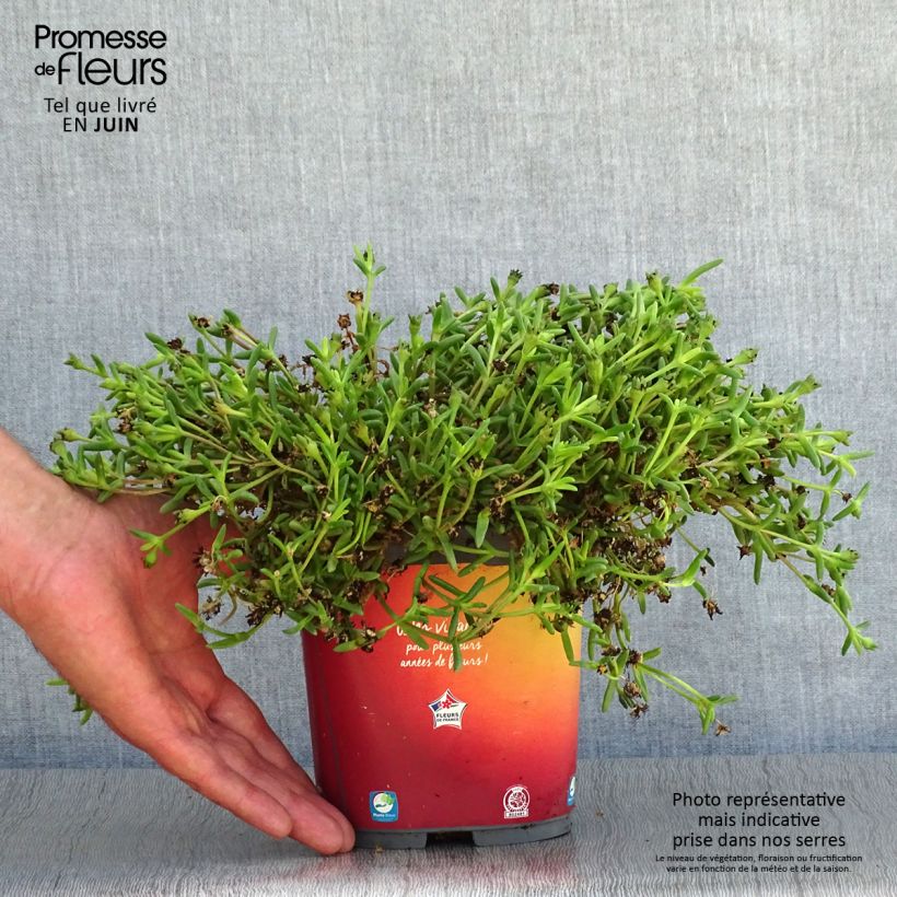Spécimen de Delosperma Wheels of Wonder Orange Pot de 2L/3L tel que livré en été