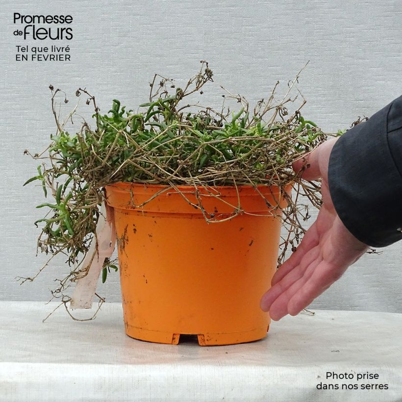 Spécimen de Delosperma Wheels of Wonder Orange tel que livré en hiver