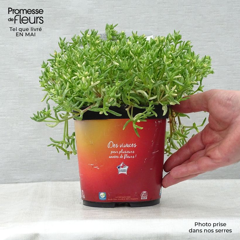 Spécimen de Delosperma Wheels of Wonder Orange en pot de 2L tel que livré au printemps