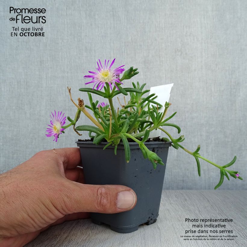 Spécimen de Delosperma Wheels of Wonder Violet tel que livré en automne