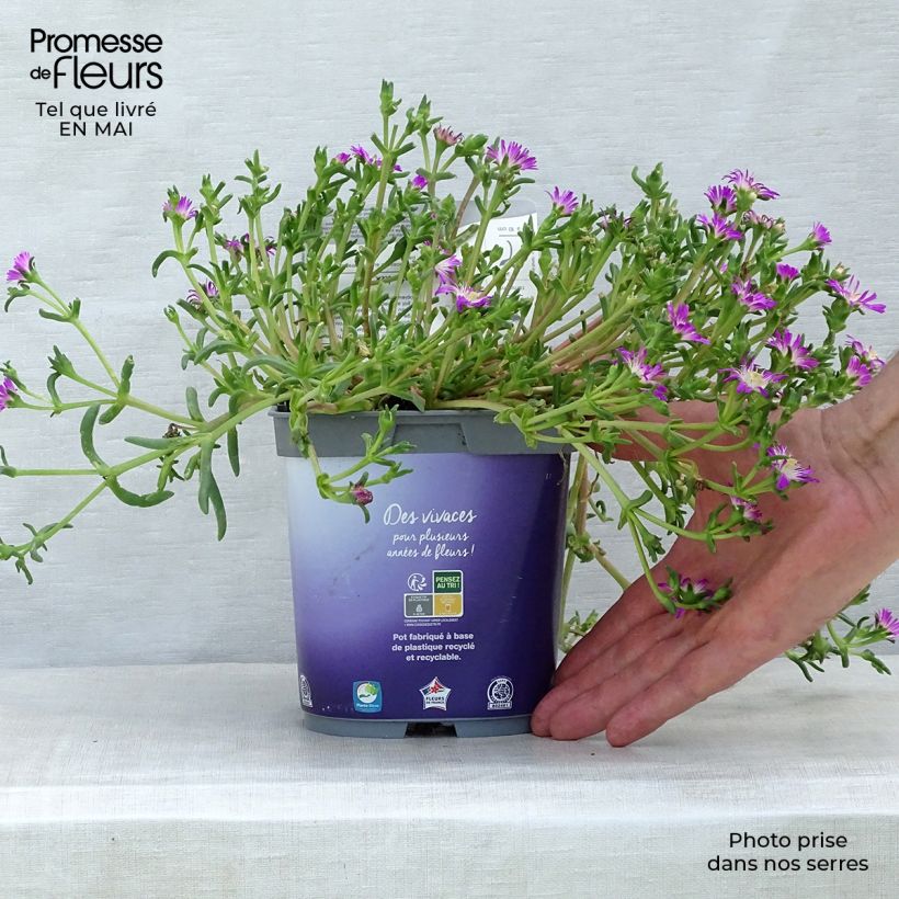 Spécimen de Delosperma Wheels of Wonder Violet en pot de 2L/3L tel que livré au printemps