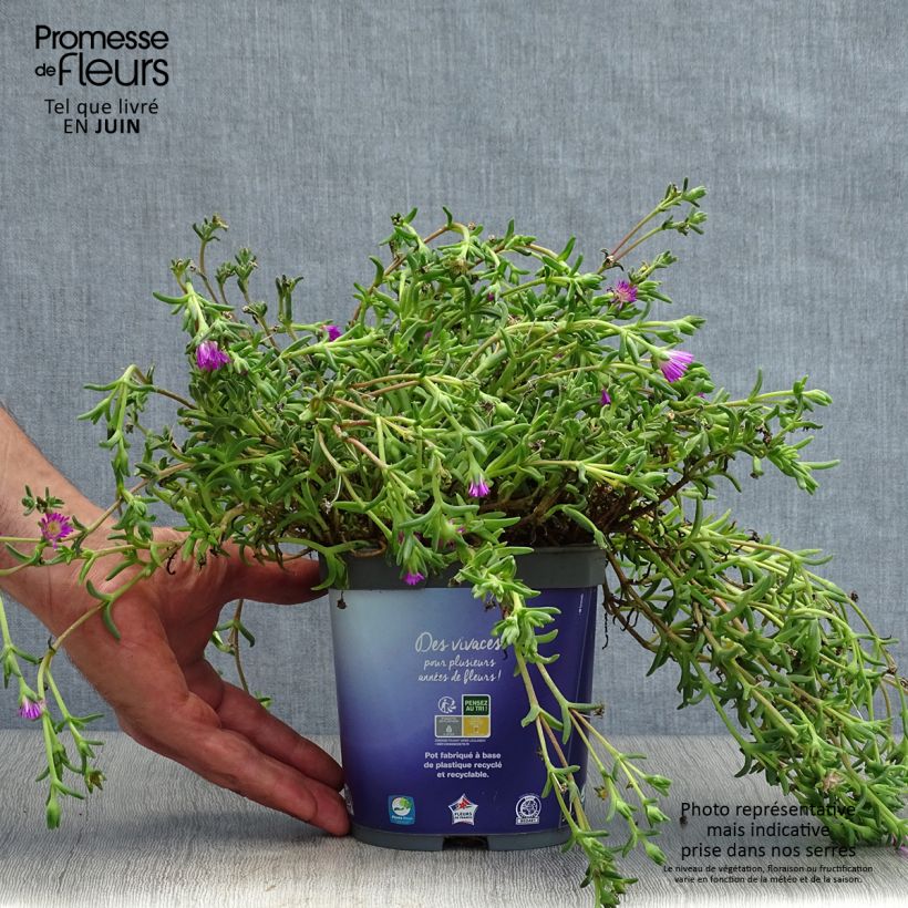 Spécimen de Delosperma Wheels of Wonder Violet Pot de 2L/3L tel que livré en été