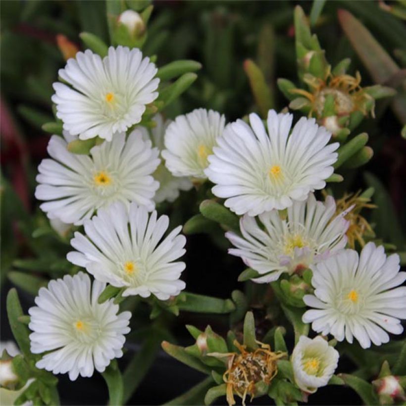 Delosperma Wheels of Wonder White (Floraison)