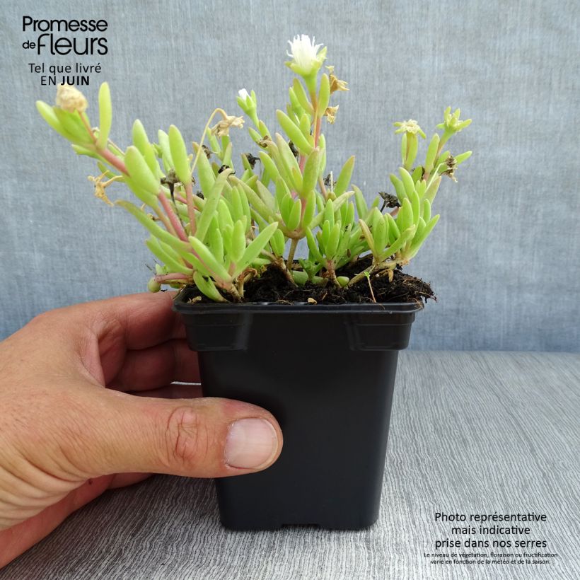 Spécimen de Delosperma Wheels of Wonder White Godet de 7/8 cm tel que livré en été
