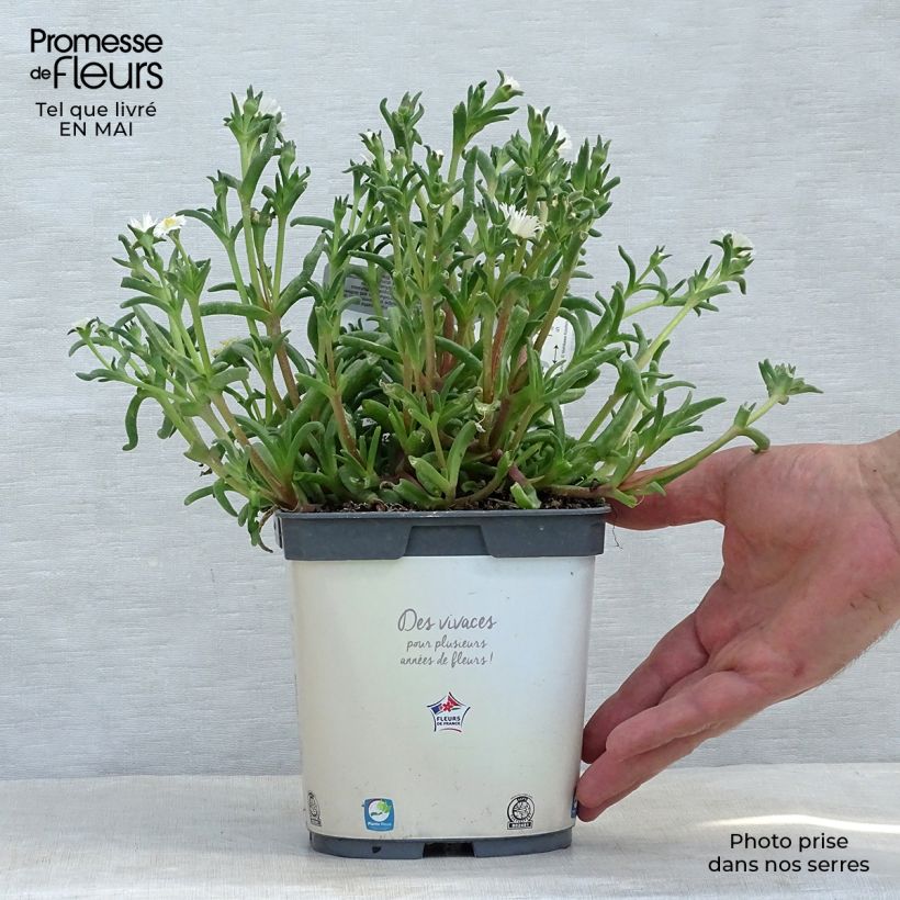 Spécimen de Delosperma Wheels of Wonder White en pot de 2L tel que livré au printemps