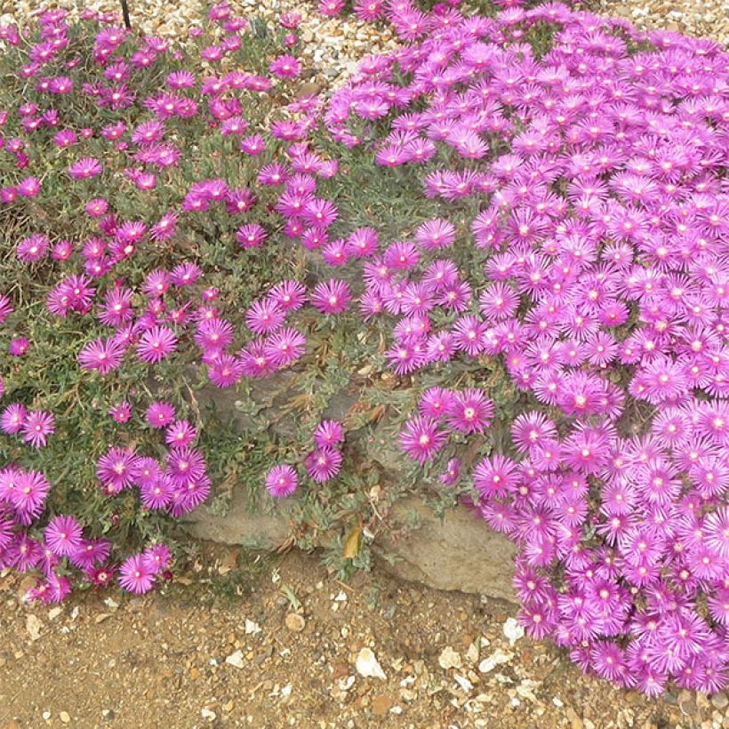 Delosperma cooperi - Pourpier de Cooper (Floraison)