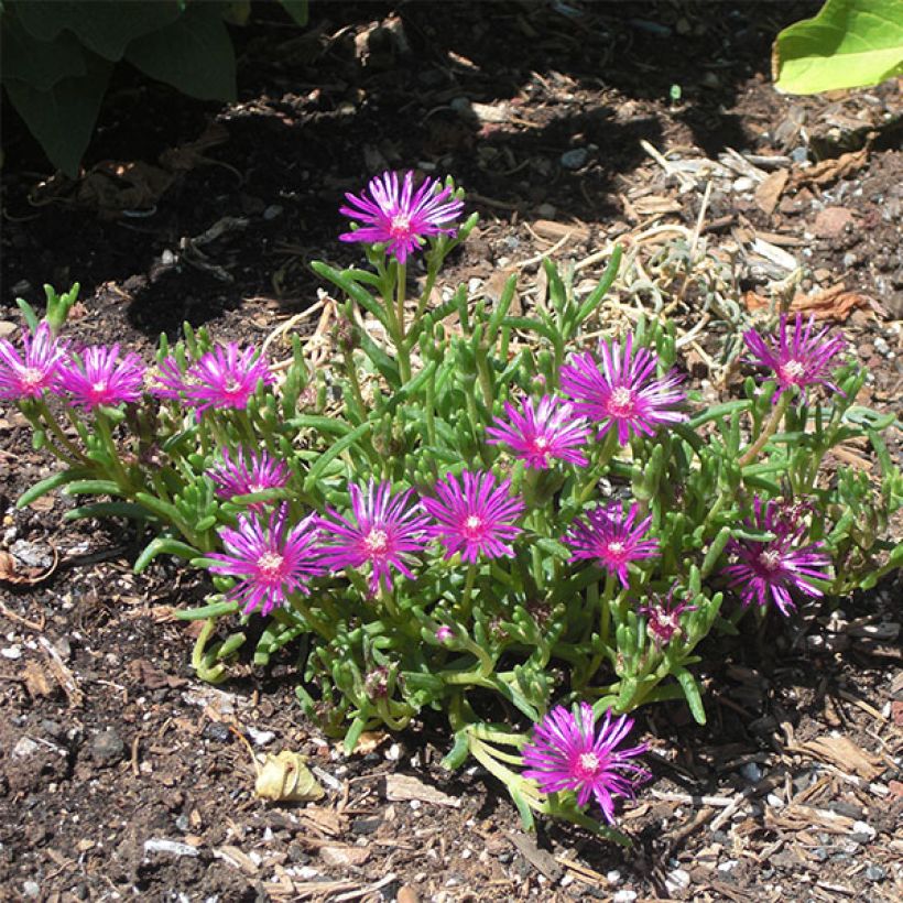 Delosperma cooperi - Pourpier de Cooper (Port)