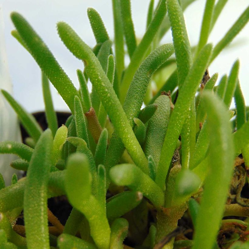 Delosperma cooperi - Pourpier de Cooper (Feuillage)