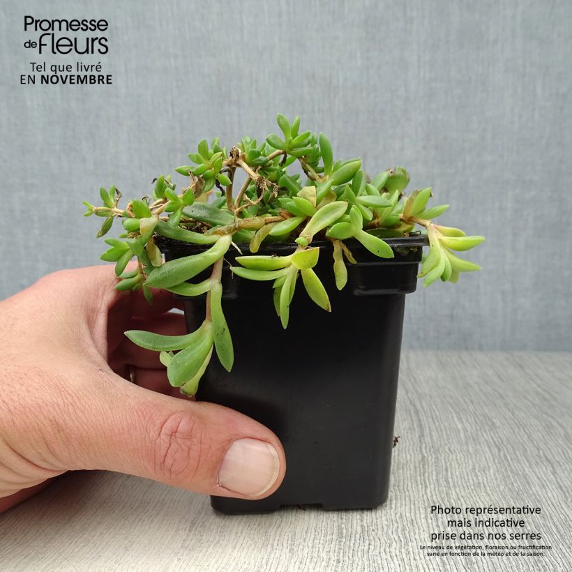 Spécimen de Delosperma cooperi - Pourpier de Cooper tel que livré en automne