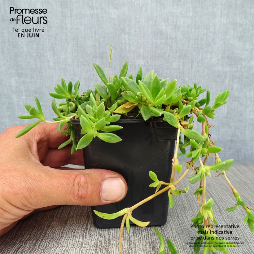 Spécimen de Delosperma cooperi - Pourpier de Cooper Godet de 7/8 cm tel que livré en été