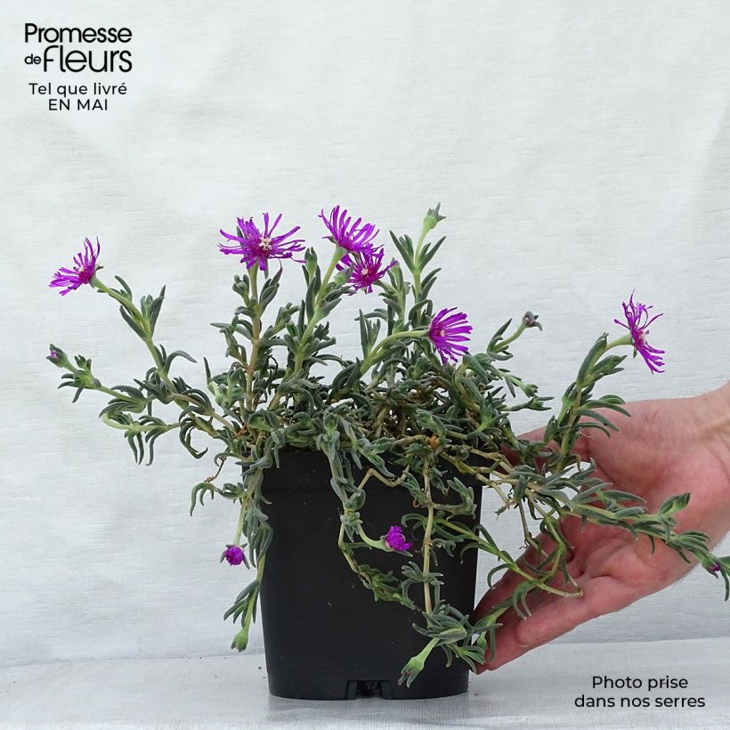 Spécimen de Delosperma cooperi - Pourpier de Cooper Godet de 7/8cm tel que livré au printemps