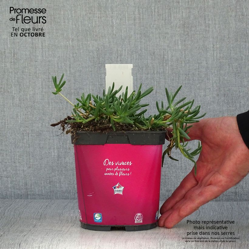 Spécimen de Delosperma cooperi - Pourpier de Cooper tel que livré en automne