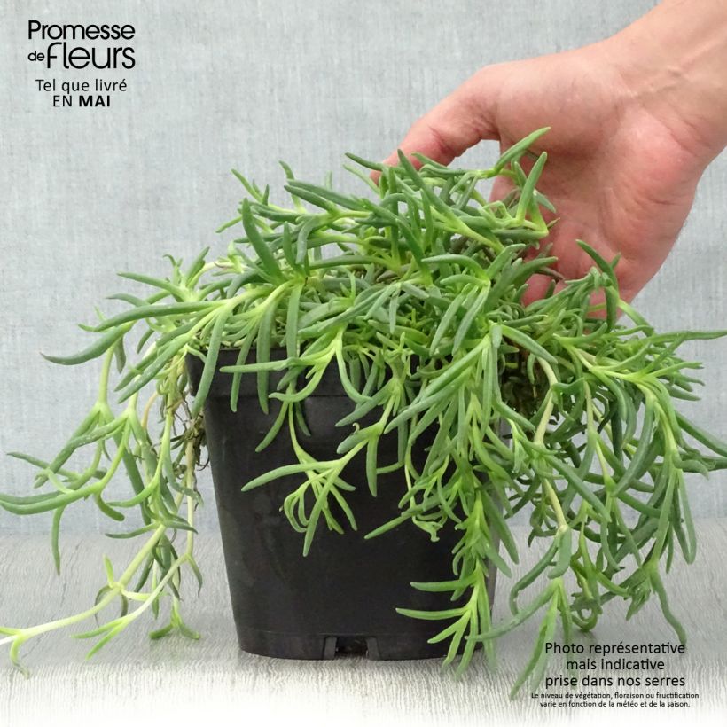 Spécimen de Delosperma cooperi - Pourpier de Cooper Pot de 2/3 L tel que livré au printemps