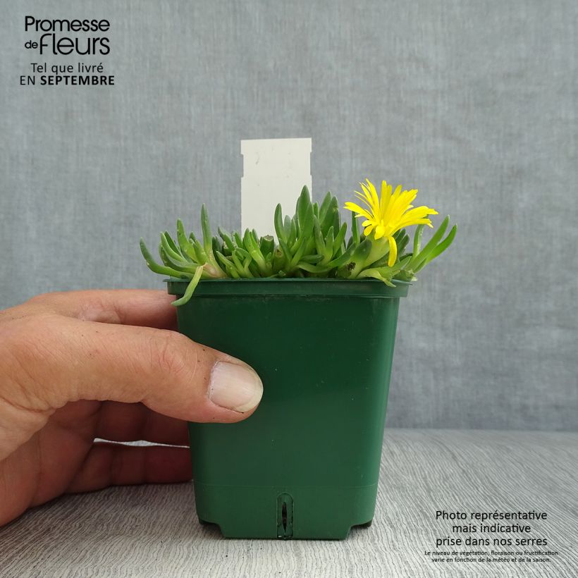 Spécimen de Delosperma deschampsii tel que livré en automne