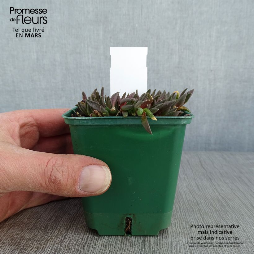Spécimen de Delosperma deschampsii Godet de 8/9 cm tel que livré en hiver