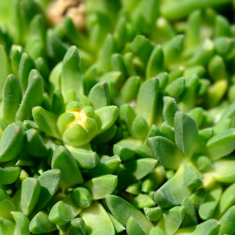 Delosperma deschampsii (Feuillage)