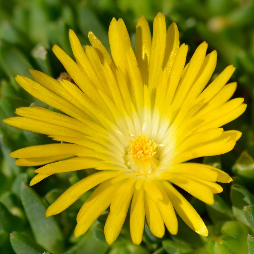 Delosperma deschampsii (Floraison)