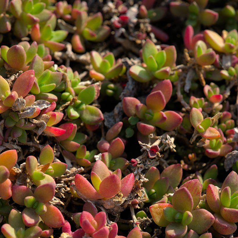 Delosperma lineare - Ficoïde jaune, Pourpier vivace (Feuillage)