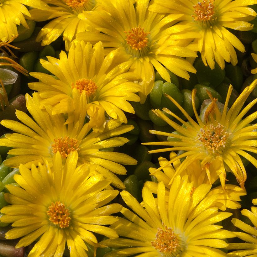 Delosperma lineare - Ficoïde jaune, Pourpier vivace (Floraison)