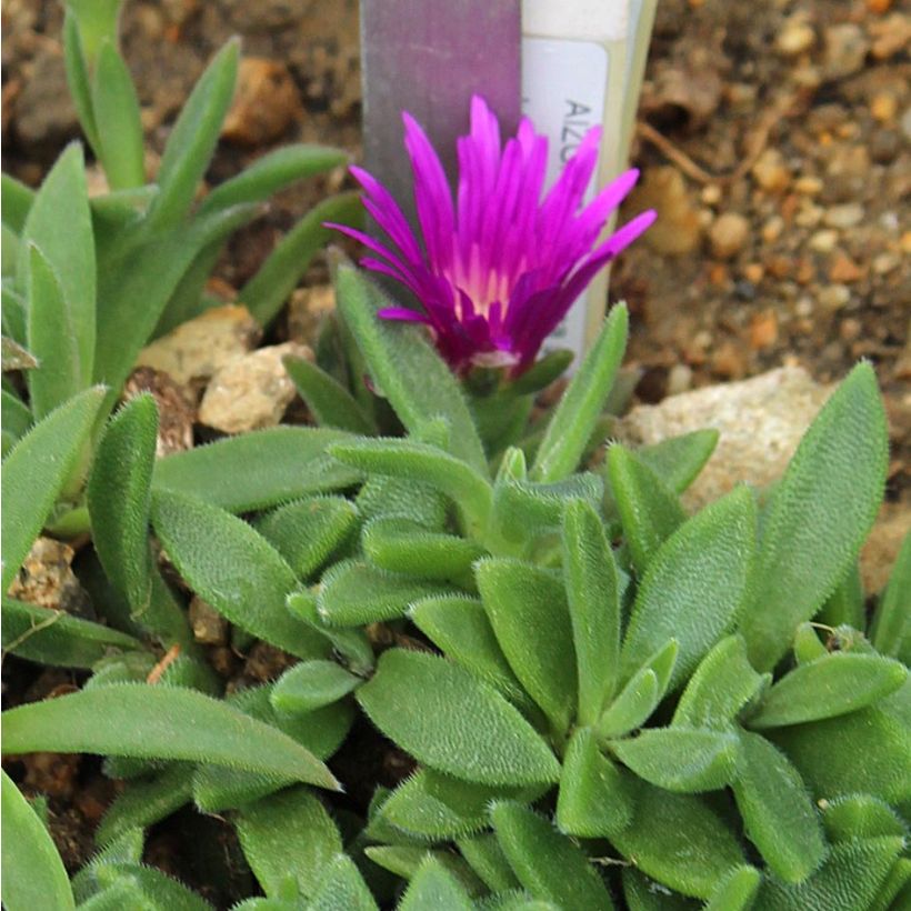 Delosperma sutherlandii - Pourpier de Sutherland (Feuillage)