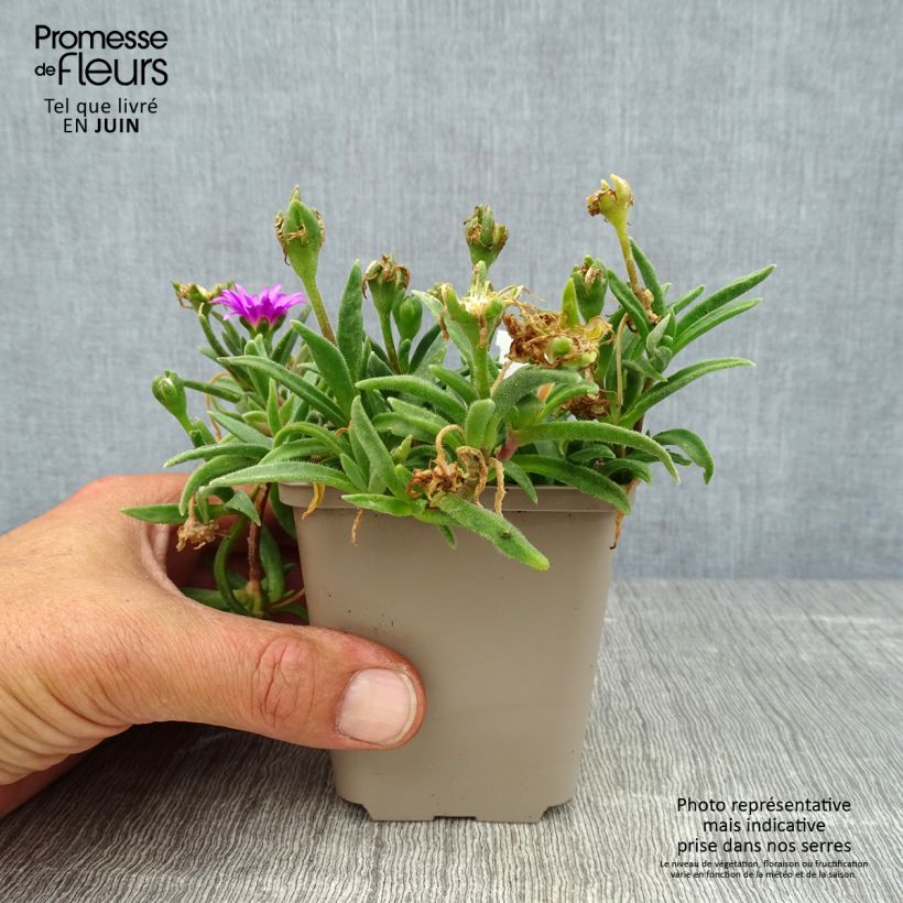 Spécimen de Delosperma sutherlandii - Pourpier de Sutherland Godet de 8/9 cm tel que livré en été
