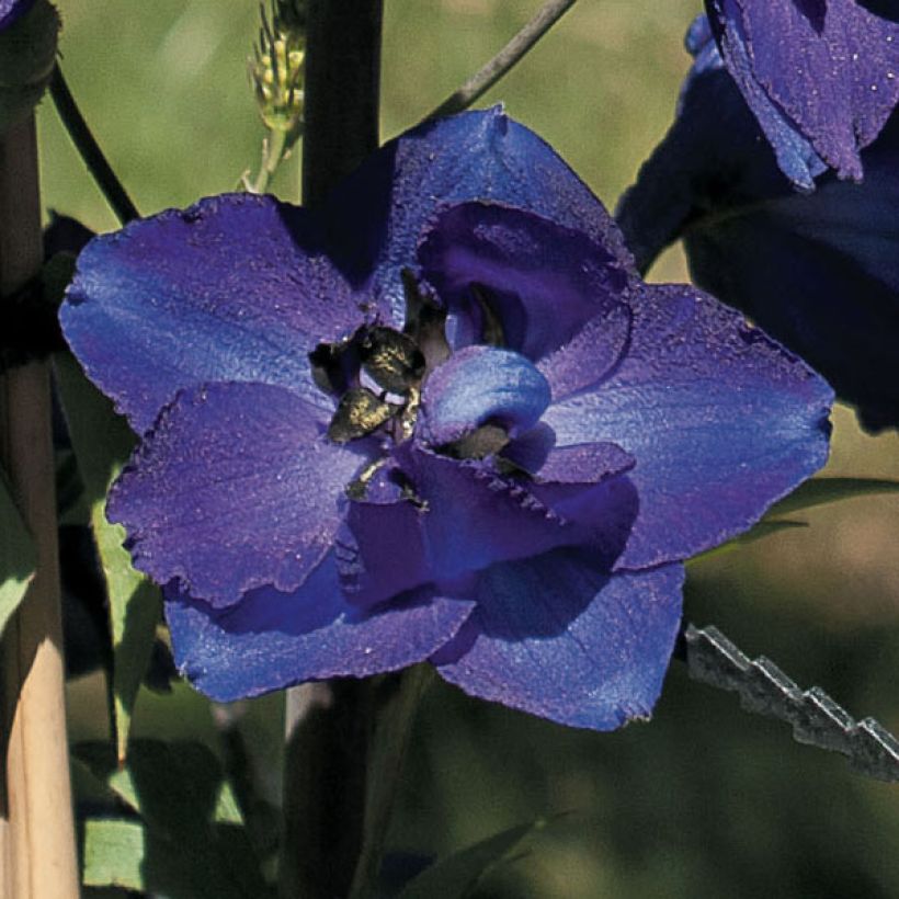 Delphinium Pacific Black Knight - Pied d'Alouette vivace (Floraison)