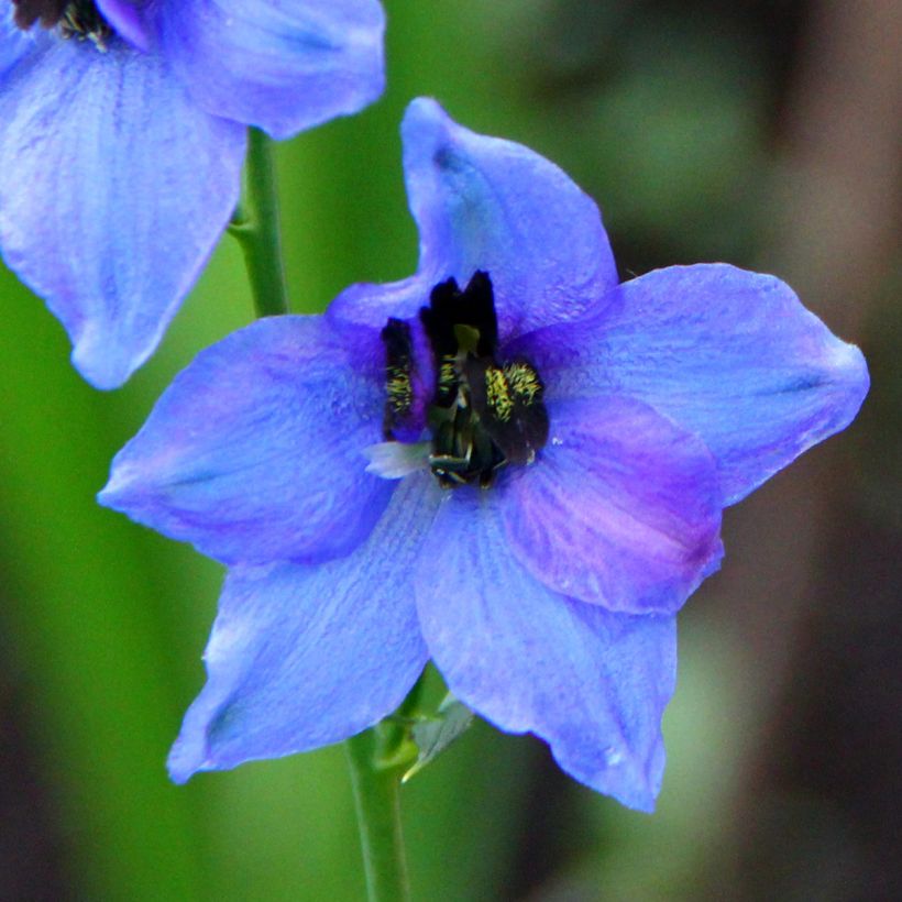 Delphinium Blauwal - Pied d'Alouette vivace (Floraison)