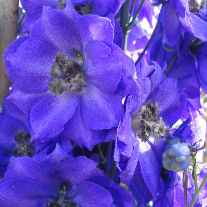 Delphinium Pacific Blue Jay - Pied d'Alouette vivace (Floraison)