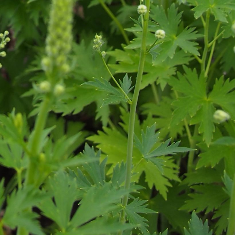 Delphinium Pacific Blue Jay - Pied d'Alouette vivace (Feuillage)