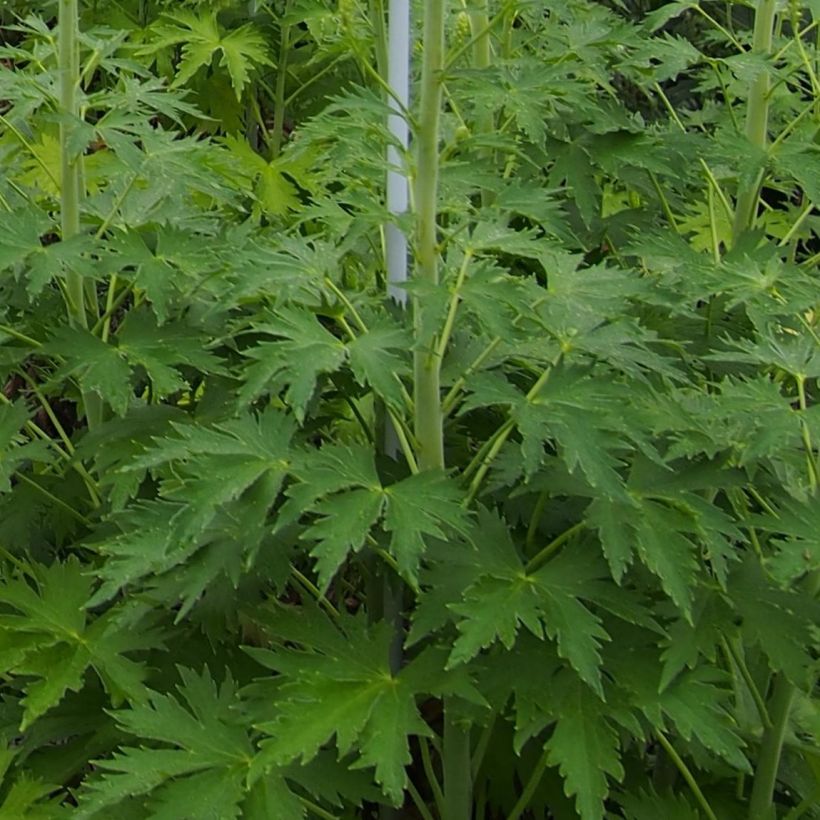 Delphinium Blue Lace - Pied d'Alouette vivace (Feuillage)