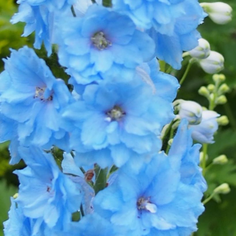 Delphinium Blue Lace - Pied d'Alouette vivace (Floraison)