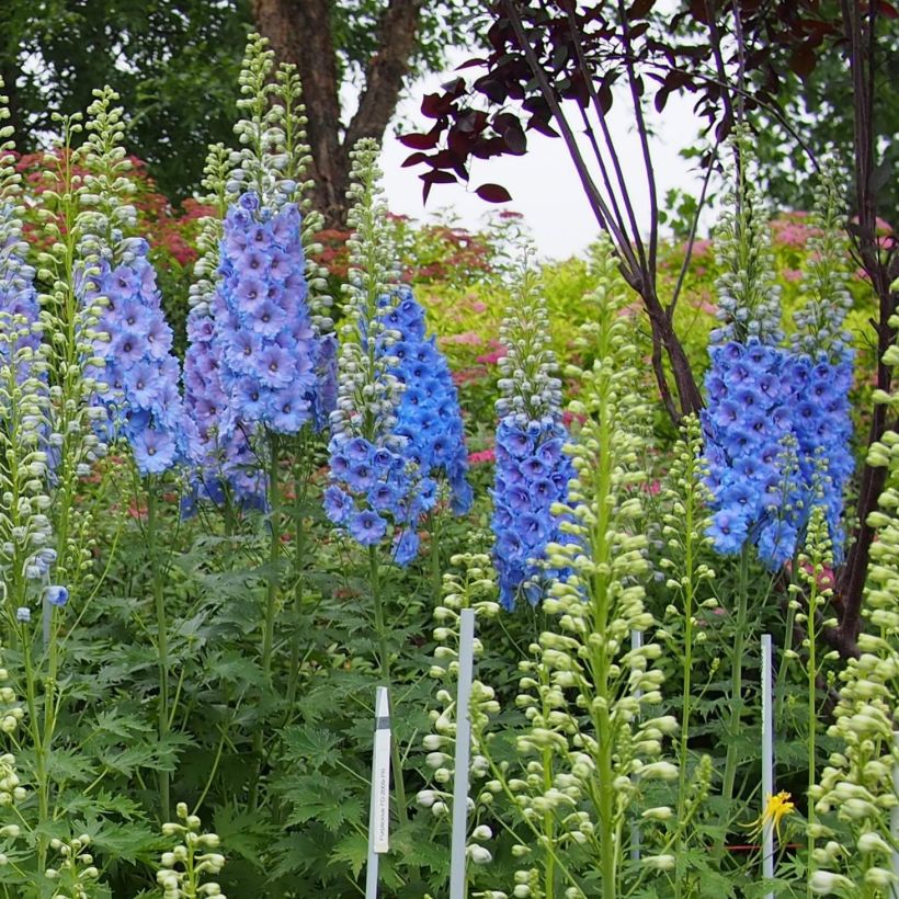 Delphinium Blue Lace - Pied d'Alouette vivace (Port)