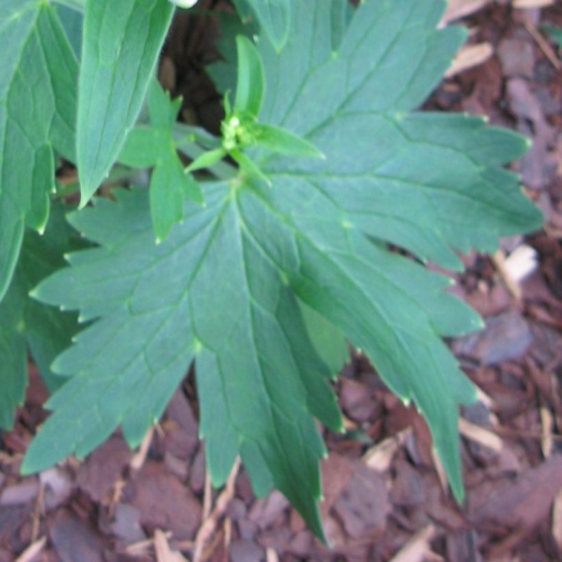 Delphinium Blue Triumphator - Pied d'Alouette vivace (Feuillage)