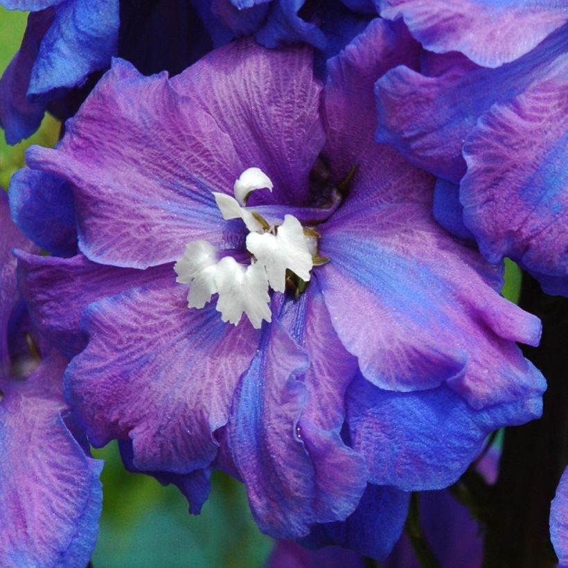 Delphinium Blue Triumphator - Pied d'Alouette vivace (Floraison)