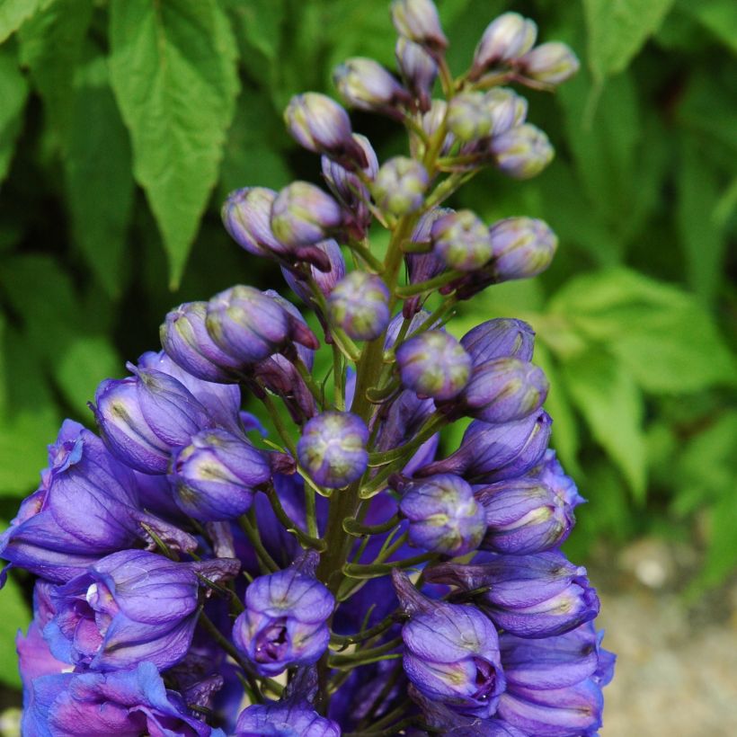 Delphinium Blue Triumphator - Pied d'Alouette vivace (Port)