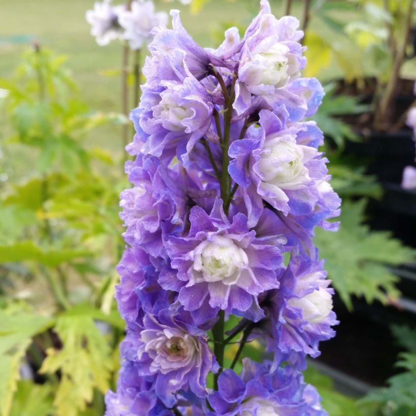 Delphinium Highlander Bolero - Pied d'alouette vivace (Floraison)