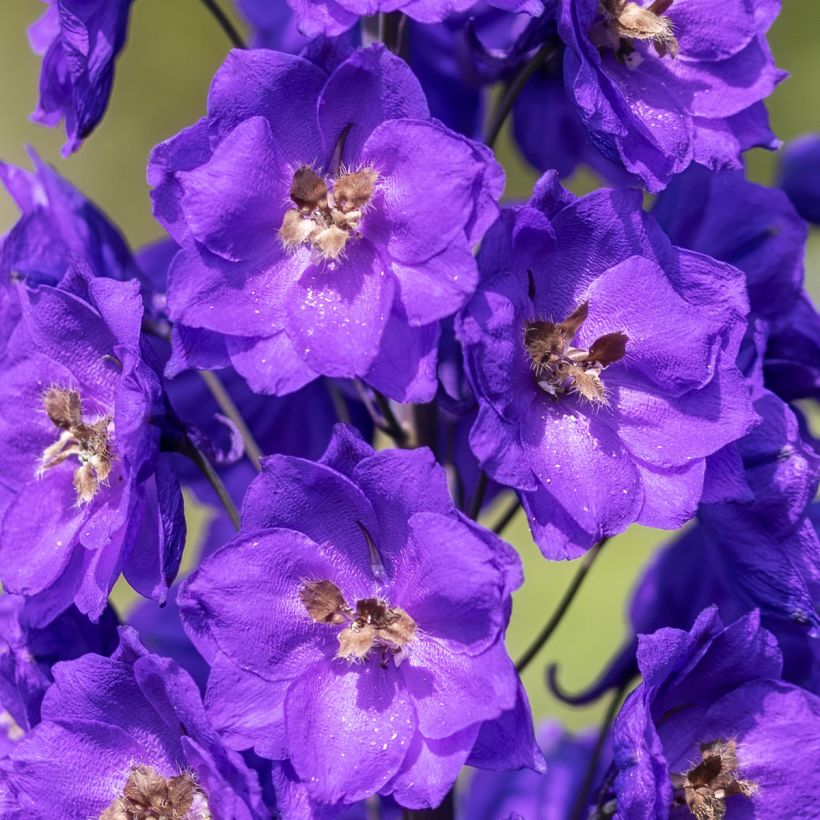 Delphinium Bruce - Pied d'Alouette vivace (Floraison)